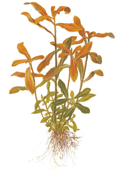 Image of Nesaea crassicaulis nature aquarium plant