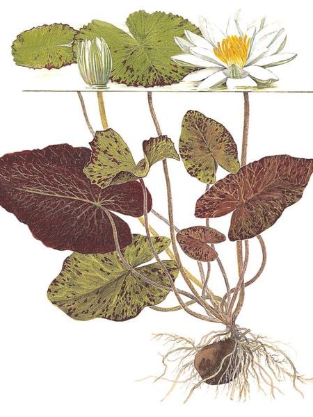Image of Nymphaea lotus (zenkeri) tropical aquatic plant