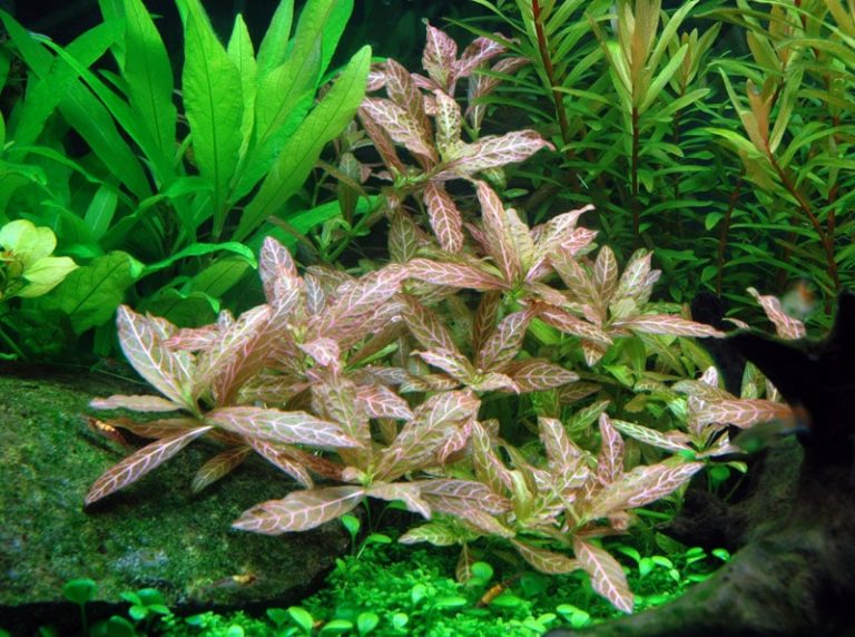 Image of Hygrophila polysperma 'Rosanervig' - buy Aquarium Plants