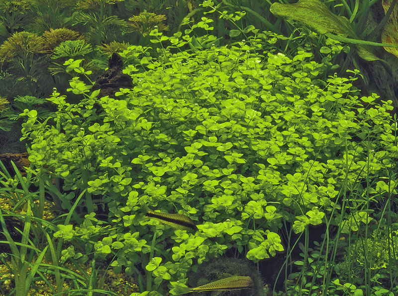 Image of Micranthemum umbrosum - buy Nature Aquarium Plant