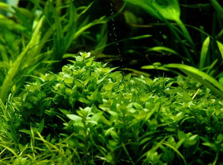 Staurogyne repens aquatic plant
