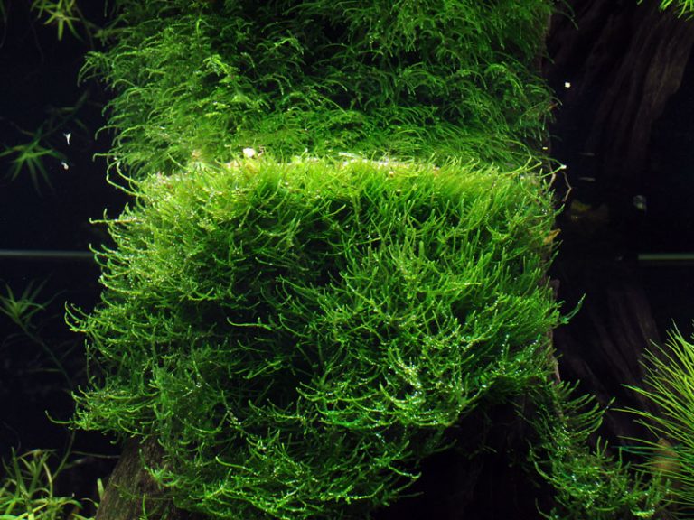 Image of Taxiphyllum barbieri buy Nature Aquarium aquascaping plants online