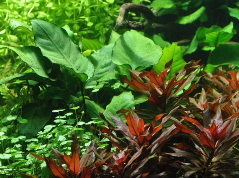 Anubias barteri var. caladiifolia '1705' XL - buy tropical aquarium plants onlin