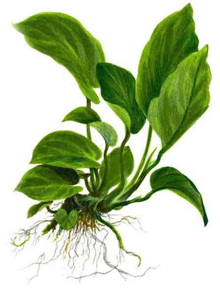 Anubias barteri var. caladiifolia '1705' XL - buy tropical aquarium plants onlin