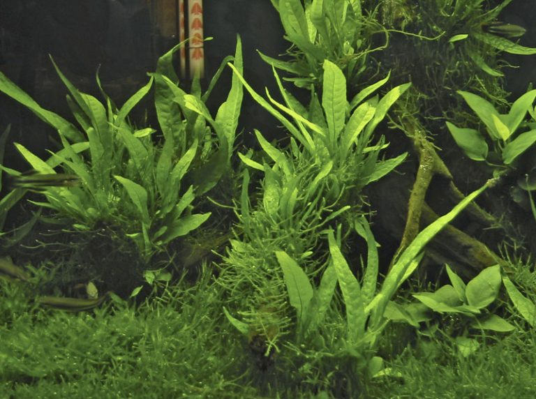 Microsorum pteropus XL - buy tropical aquatic plants online