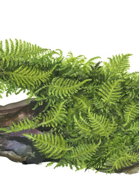 Vesicularia dubyana 'Christmas' moss image