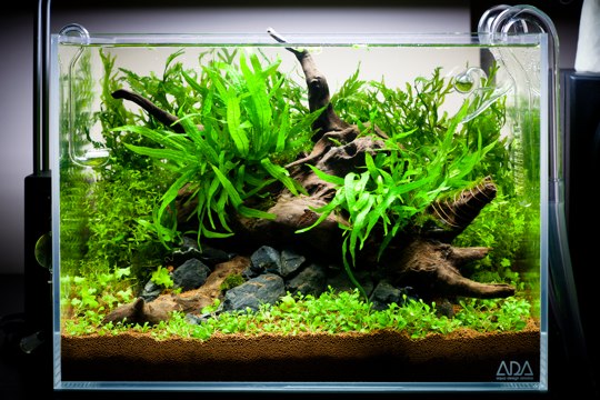 ADA Mini M Nature Aquarium Step-by Step Photo - Tank in situ with more ferns added and a glosso carpet planted. Also Hydrocotyle sp. 