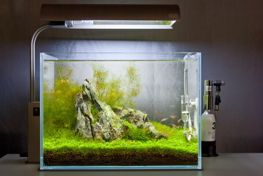 How to Rejuvenate Old Substrate without Re-Planting – Aquascape Art – The  Green Machine