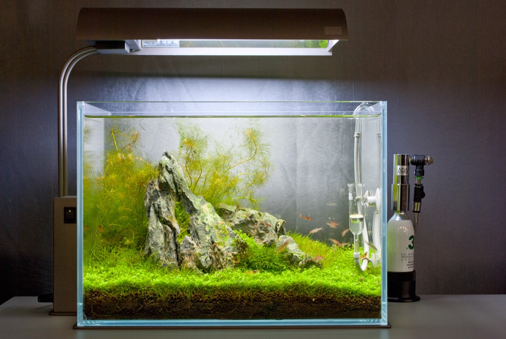 Image of Nature Aquarium Aquascape by James Findley