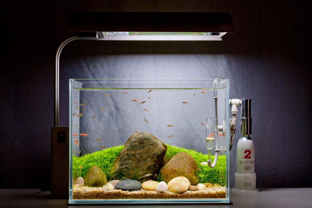 The Nature Aquarium Style - Aquascaping Love