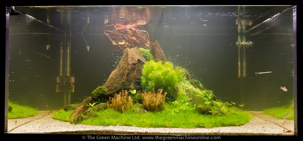 Imaghe of Nature's Chaos Aquascape by James Findley