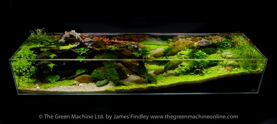 Tributary Aquascape Photo