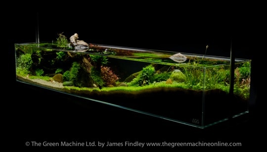 Tributary Aquascape Photo