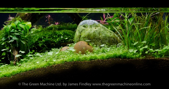 Tributary Aquascape Photo