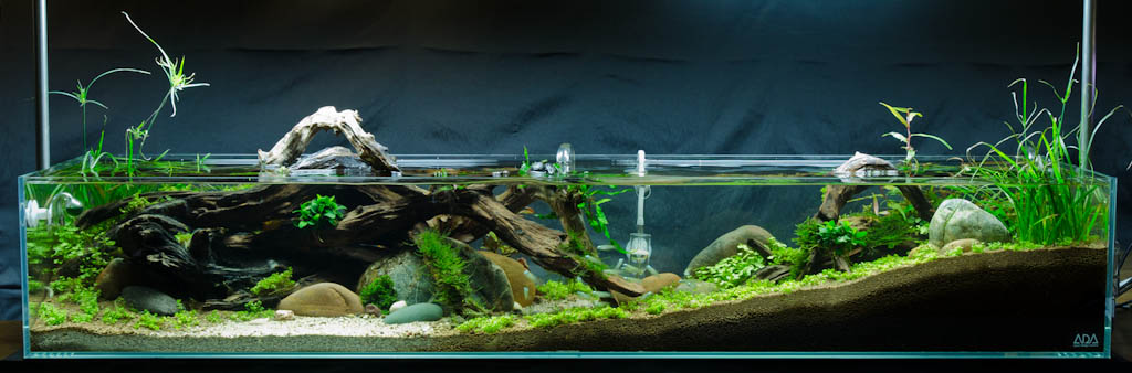 'Tributary' Aquascape by James Findley