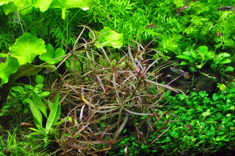 Hygrophila sp. ''Araguaia'' - buy Nature Aquarium Plants