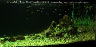 Reciprocity Aquascape by James Findley