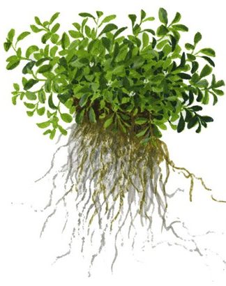 Tropica 1-2-Grow Glossostigma elatinoides - Aquartic Plants Shop