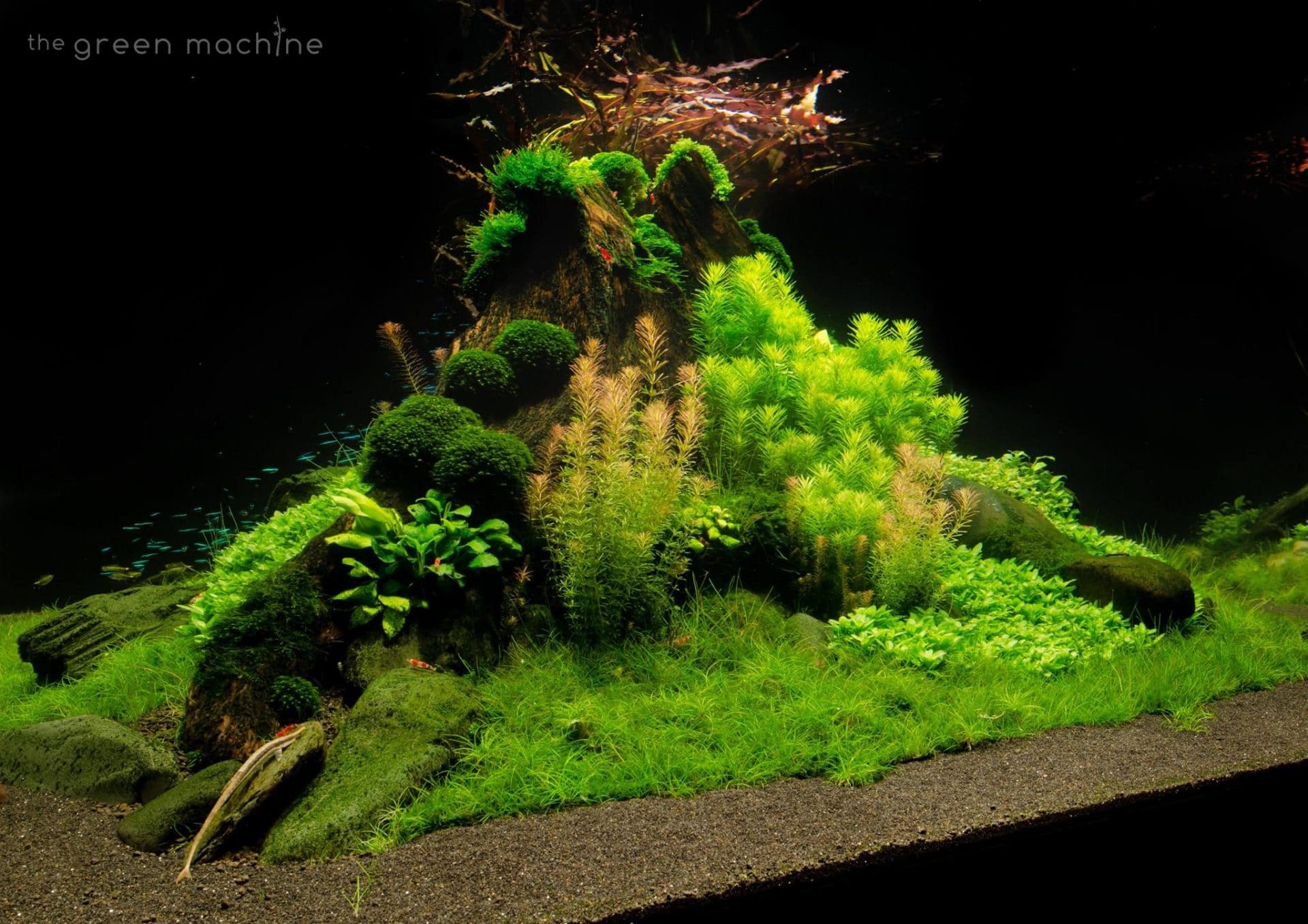 10 gallon High-Tech Island-Style aquascape including all equipment