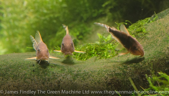 Nature's Chaos Aquascape by James Findley