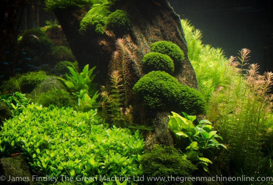 Nature's Chaos Aquascape by James Findley