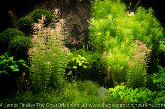 Nature's Chaos Aquascape by James Findley