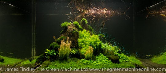 Nature's Chaos Aquascape by James Findley