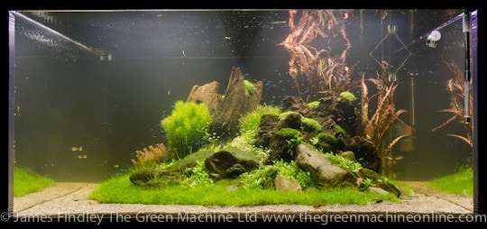 Nature's Chaos Aquascape by James Findley