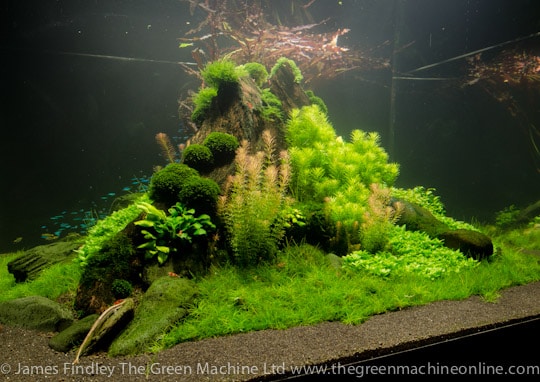 Nature's Chaos Aquascape by James Findley