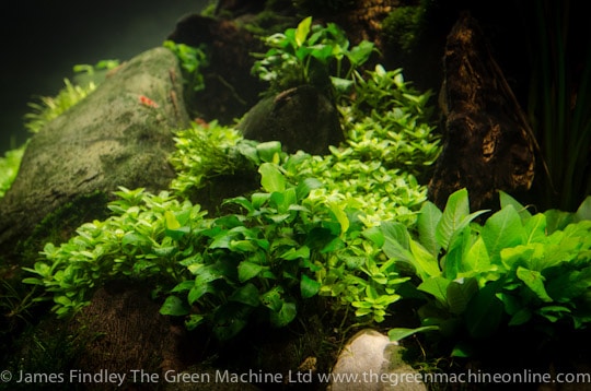 Nature's Chaos Aquascape by James Findley