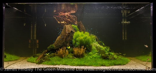 Nature's Chaos Aquascape by James Findley