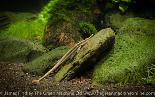 Nature's Chaos Aquascape by James Findley