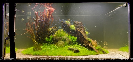 Nature's Chaos Aquascape by James Findley