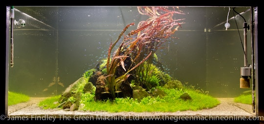 Nature's Chaos Aquascape by James Findley