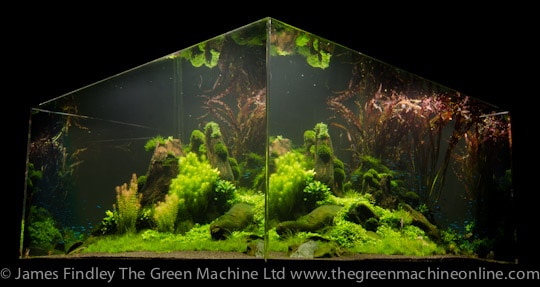 Nature's Chaos Aquascape by James Findley