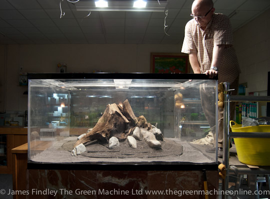 Nature's Chaos Aquascape by James Findley