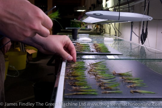 Nature's Chaos Aquascape by James Findley