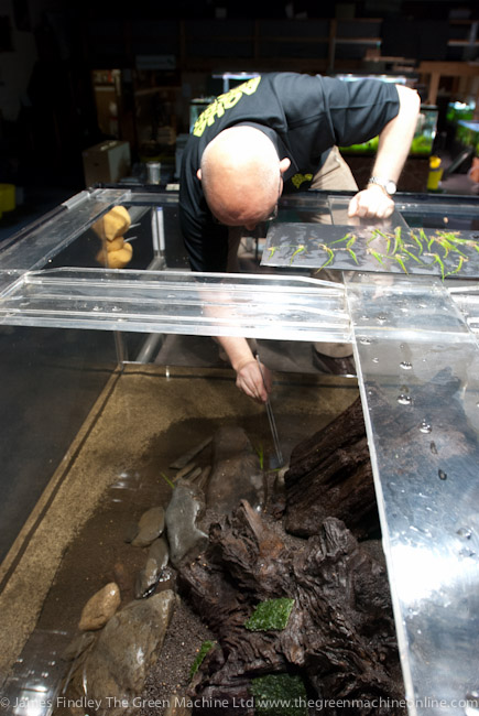 Nature's Chaos Aquascape by James Findley