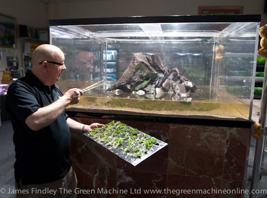 Nature's Chaos Aquascape by James Findley