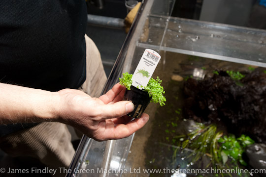 Nature's Chaos Aquascape by James Findley