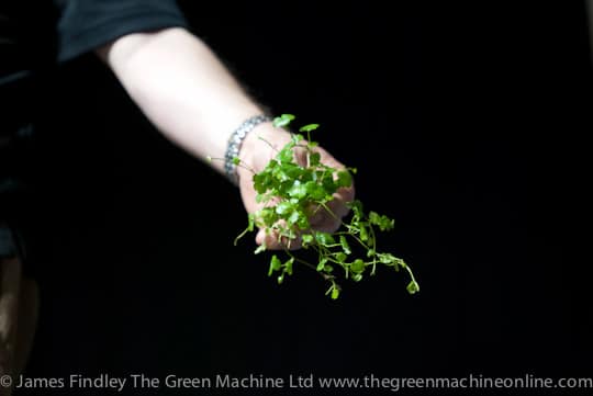 Nature's Chaos Aquascape by James Findley