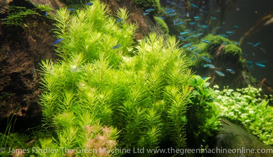 Nature's Chaos Aquascape by James Findley