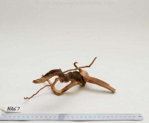 Product Image at The Green Machine