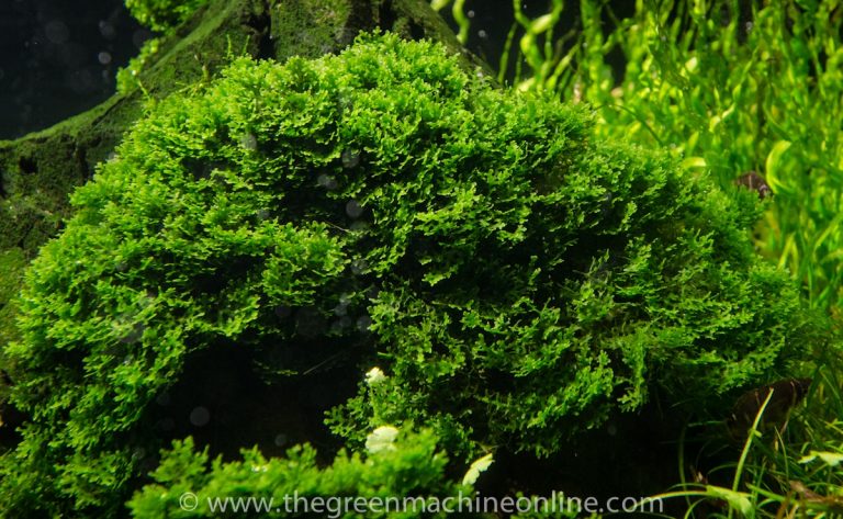Riccardia chamedryfolia aquatic plant for nature aquarium aquascaping