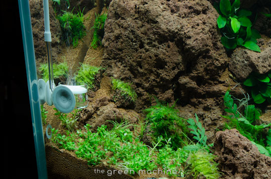 Altitude Nature Aquarium Aquascape by aquascaper James Findley