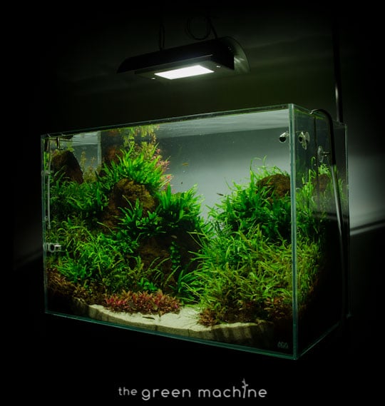 Altitude Nature Aquarium Aquascape by aquascaper James Findley