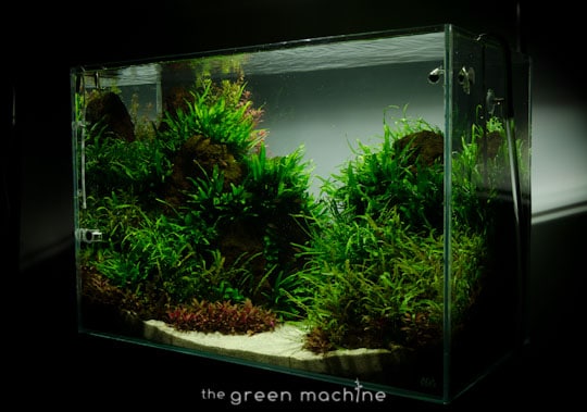 Altitude Nature Aquarium Aquascape by aquascaper James Findley