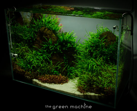 Altitude Nature Aquarium Aquascape by aquascaper James Findley