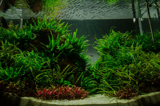 Altitude Nature Aquarium Aquascape by aquascaper James Findley