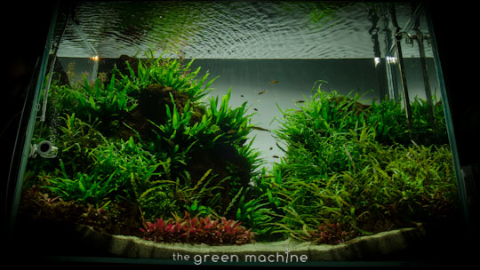 Altitude Nature Aquarium Aquascape by aquascaper James Findley